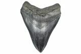 Fossil Megalodon Tooth - South Carolina #362257-1